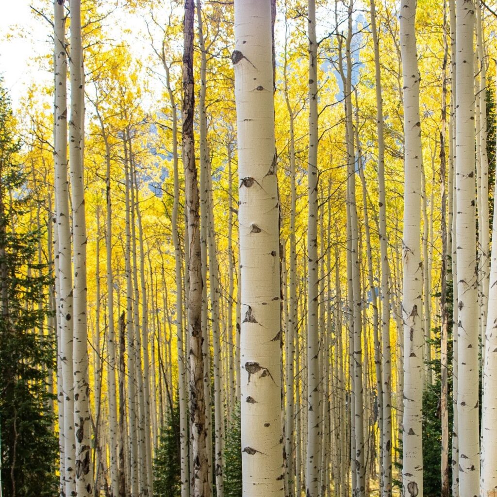 Towering aspens in Vail, CO, are peppered in yellow fall leaves