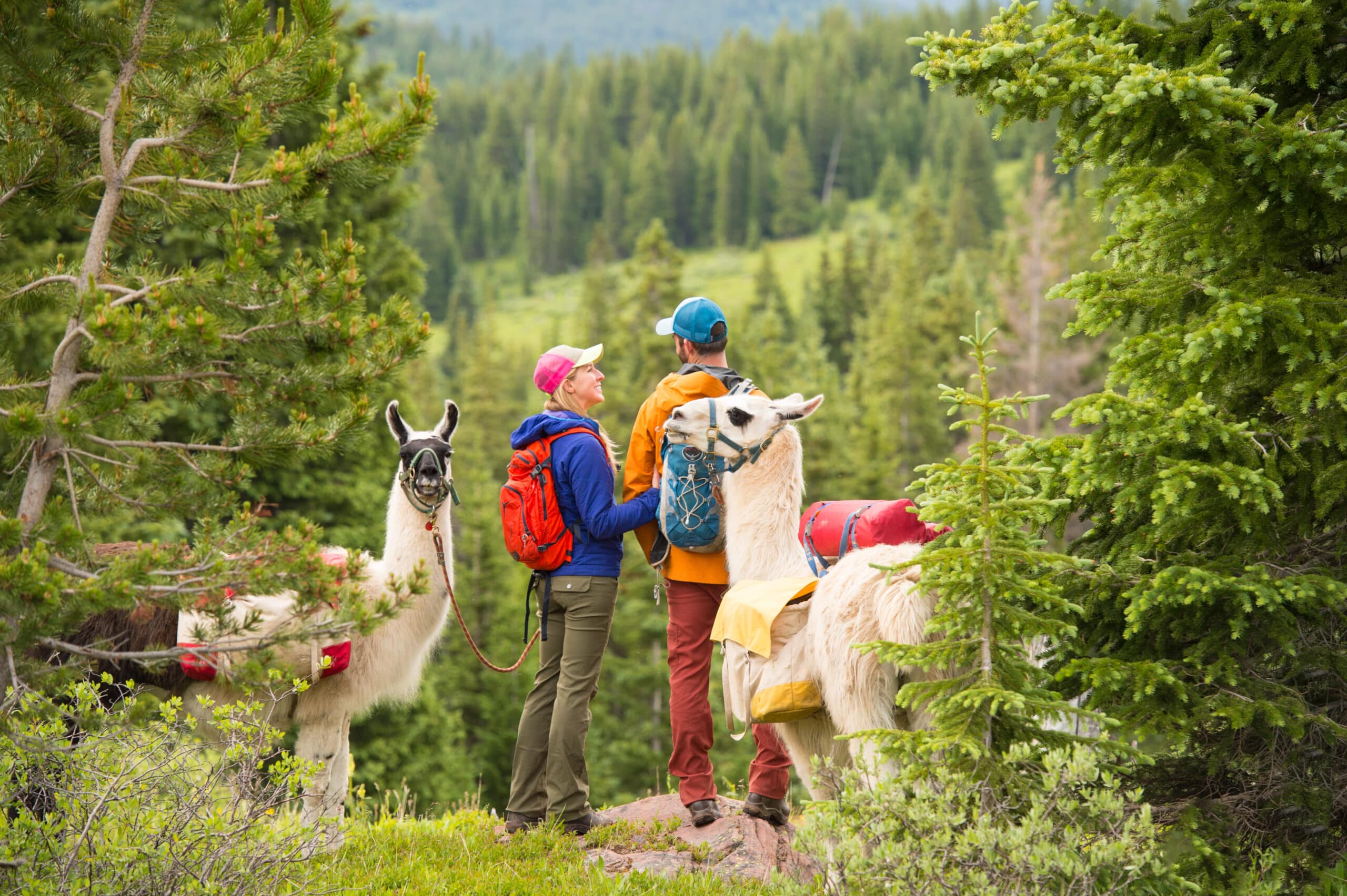 Two people with backpacks and llamas in the mountains.