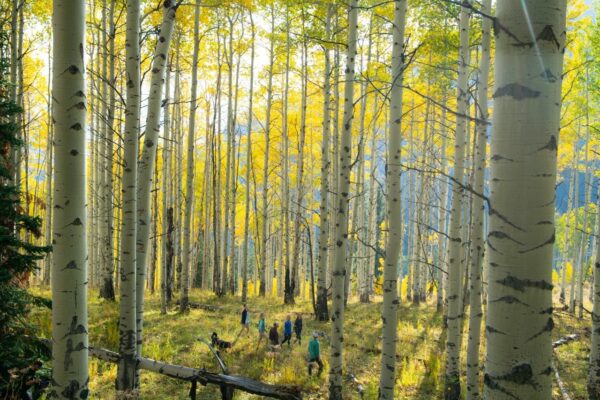 Family hiking through golden aspen trees
