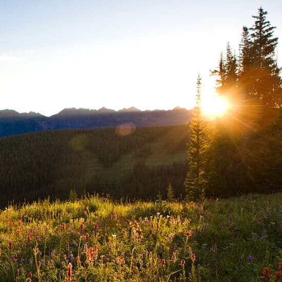 wildflower field Vail