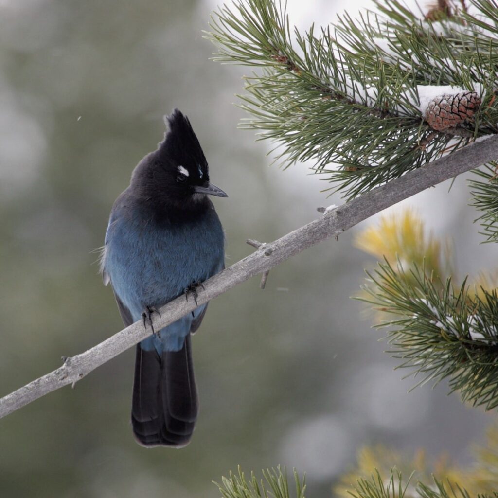 Holiday Dried Flower Workshop