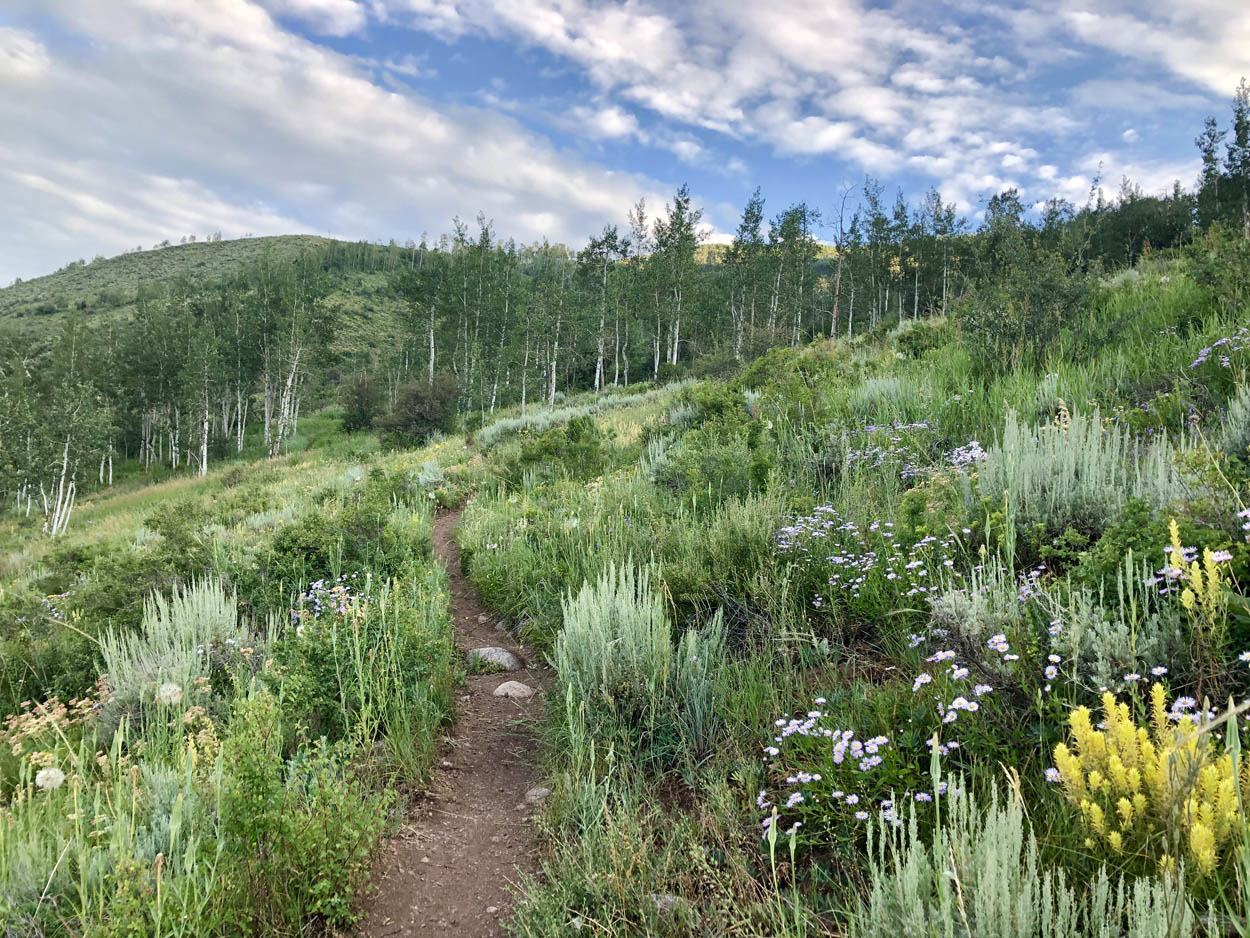 Dirt path with views of grasses and pine trees along Son of Middle Creek