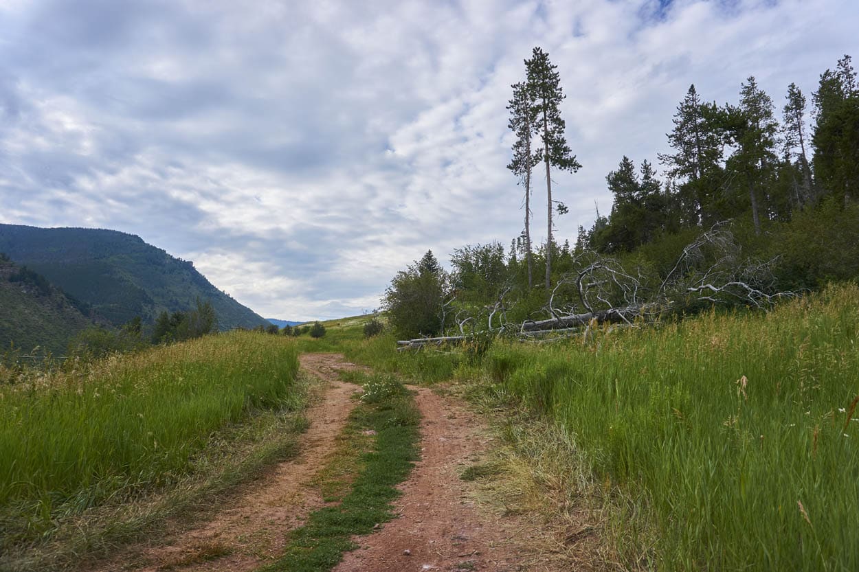 View of tall grasses along meadow mountain trail