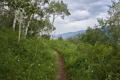 Dirt trail among aspen trees and grasses with mountain views