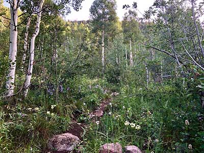 deluge incline on trail with aspens