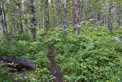 Pitkin Creek Trail greenery