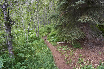 Pitkin Creek Trail with pines