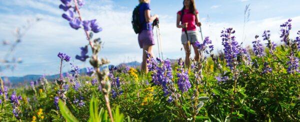 SFW_2200x900_hike-in-a-purple-wildflower-meadow