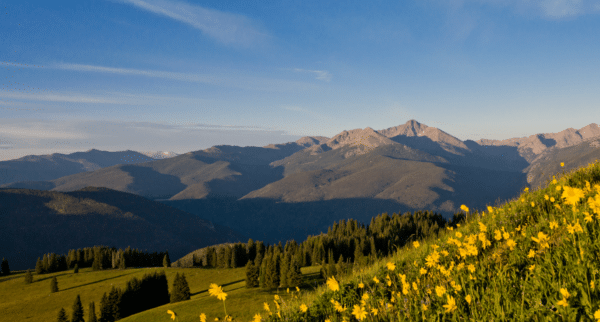 vail-mountain-wildflowers