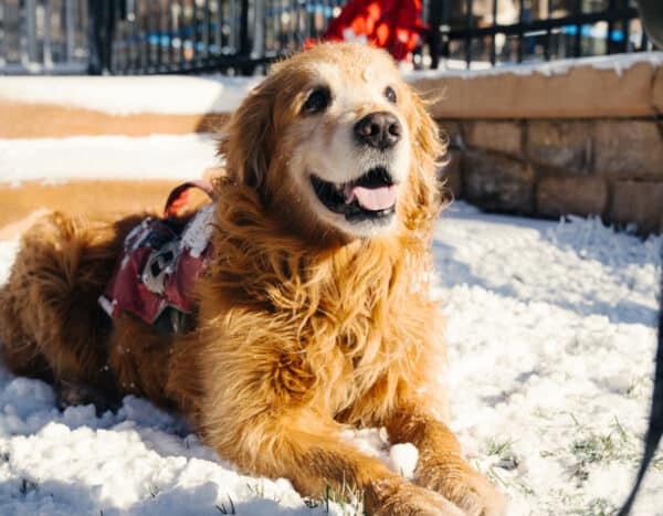 Henry, Vail Mountain's first avalanche rescue dog, lays in the snow. His muzzle is white with age and he smiles with his pink tongue out.