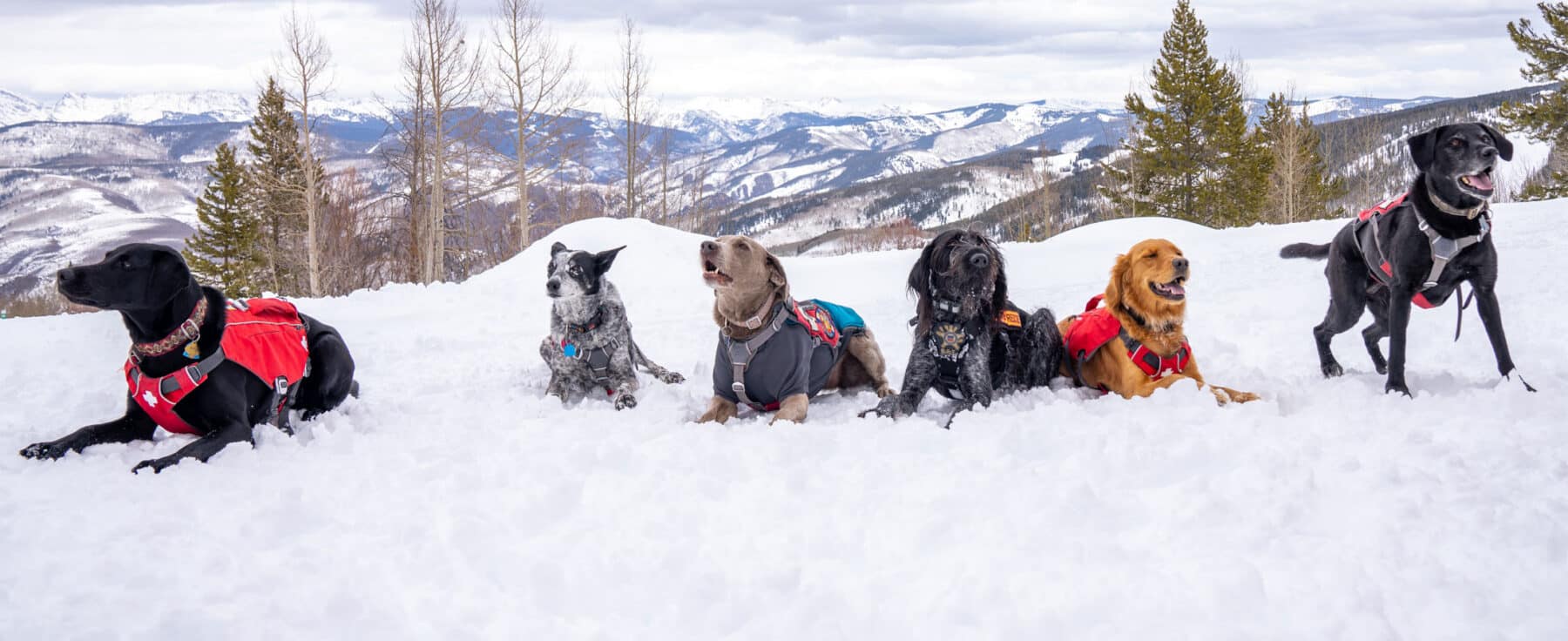 Five avalanche dogs wearing red packs lay in the snow with Vail, Colorado, mountain peaks behind them. One dog at the end stands at attention.