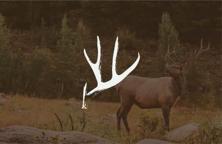 A detailed antler icon on top of an image of a buck that has been shaded with a brown overlay.