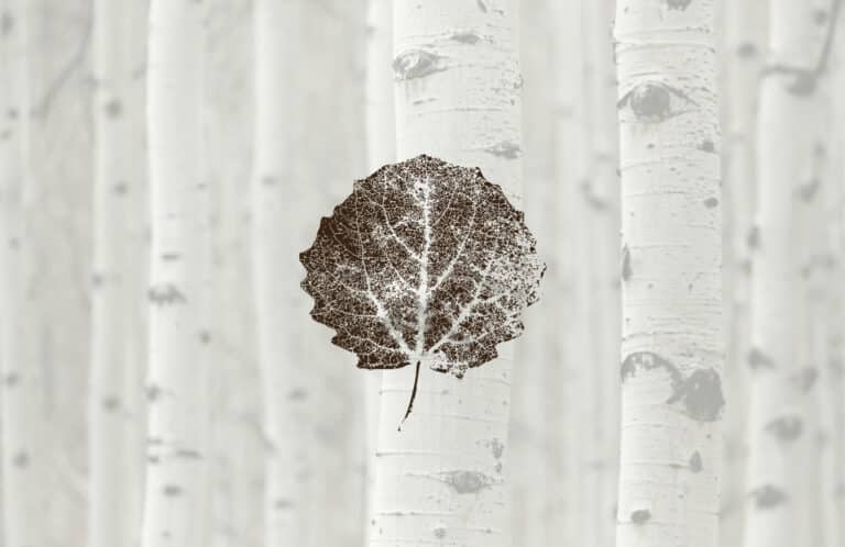 A detailed aspen leaf in brown over a white-tinted image of aspen tree trunks.