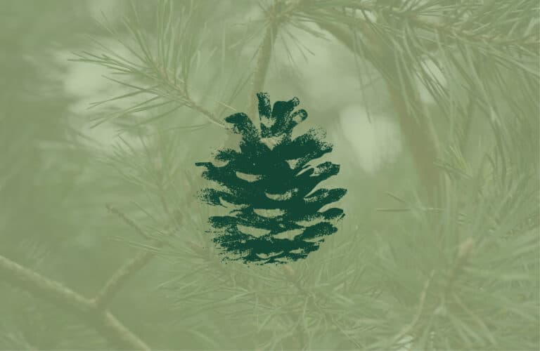 A detailed dark green pinecone icon overlayed on top of a light green shaded close up image of fir tree needles.