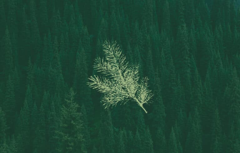 A light green pine sprig placed over top of an aerial shot of pine trees that has been shaded dark green.