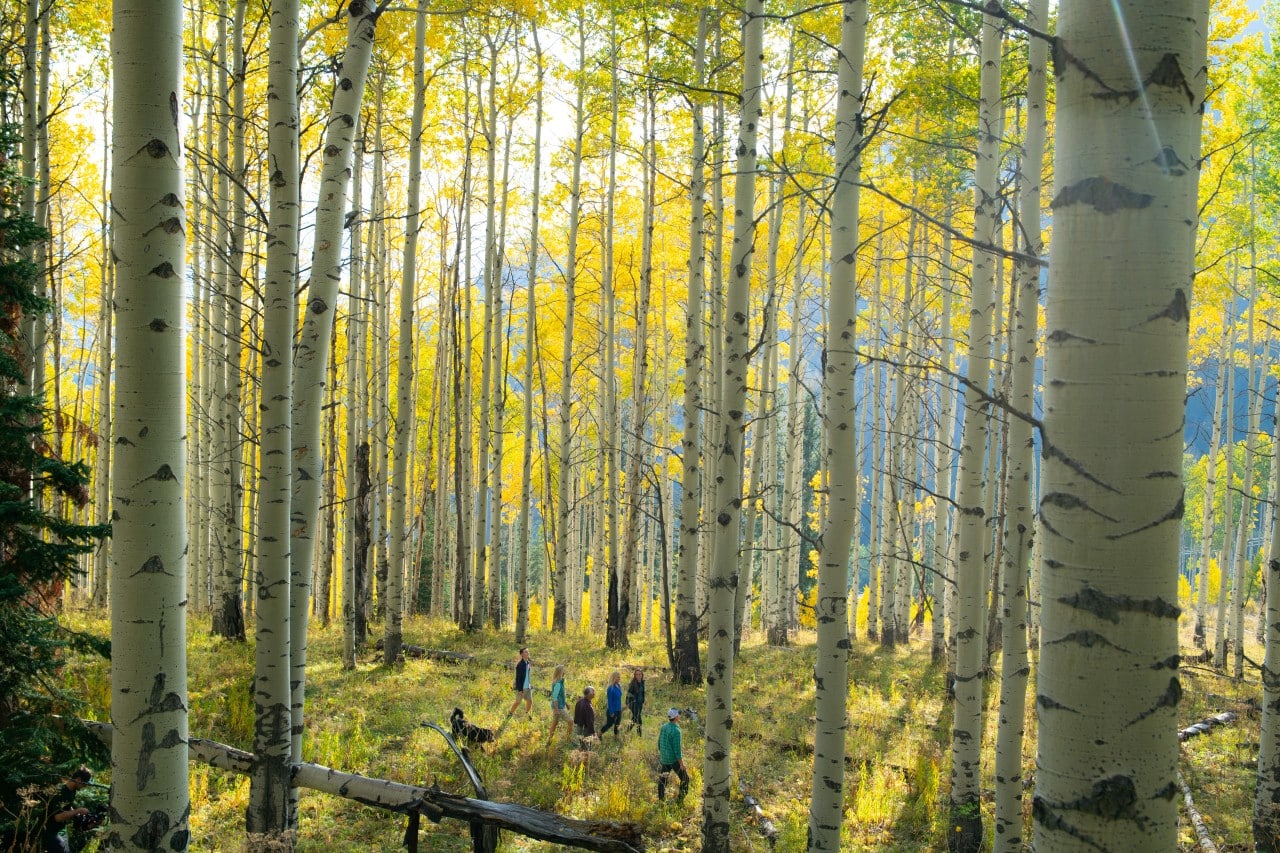 The sun shines through a towering stand of white-barked aspen trees with golden-yellow leaves in Vail. On the grassy forest floor, a group of hikers and a dog walk amid the trees.